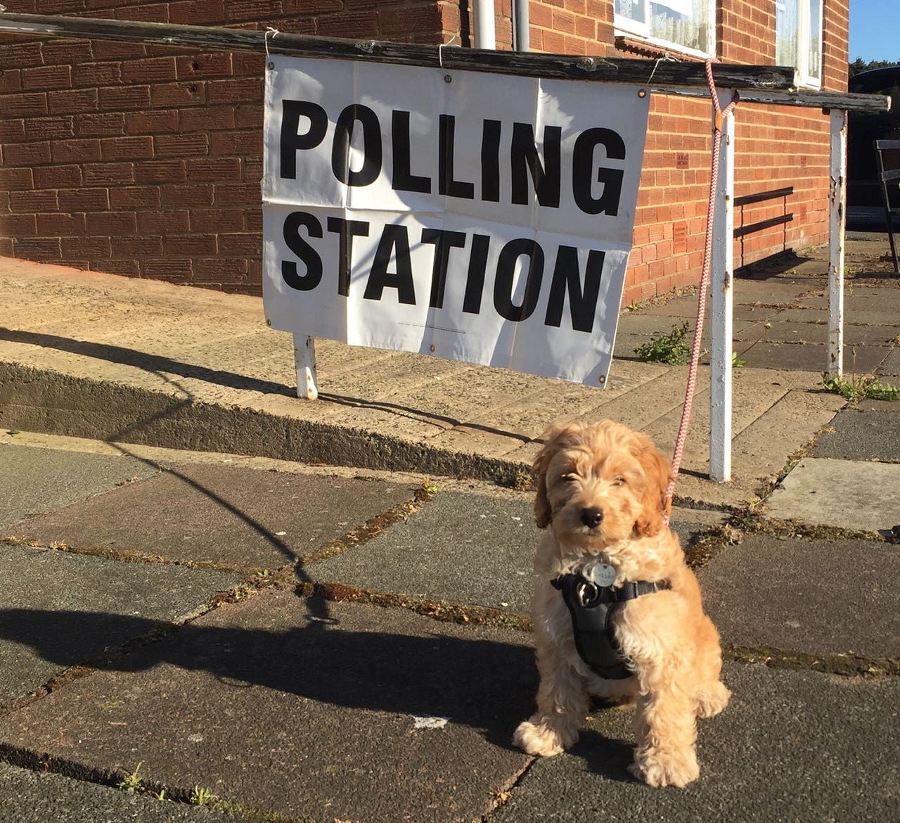 In Pictures: Dogs at polling stations | BT