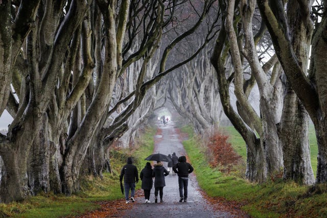 Dark Hedges trees removed