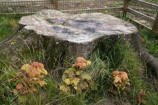 The stump of the Sycamore Gap tree with saplings growing from the roots 