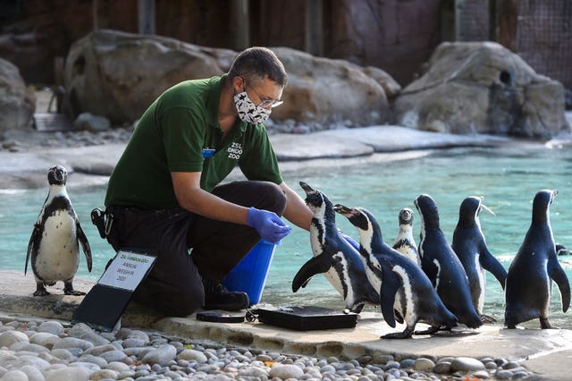 Keeper Martin Franklin weighs humboldt penguins during the annual weigh-in at ZSL London Zoo 