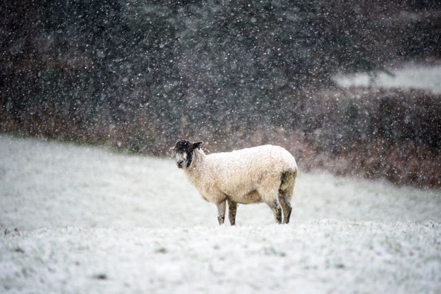 Sheep in a snowy field