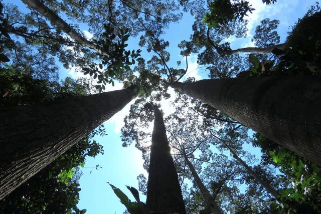 Global Tree Assessment