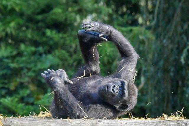 Gorilla family at Bristol Zoo