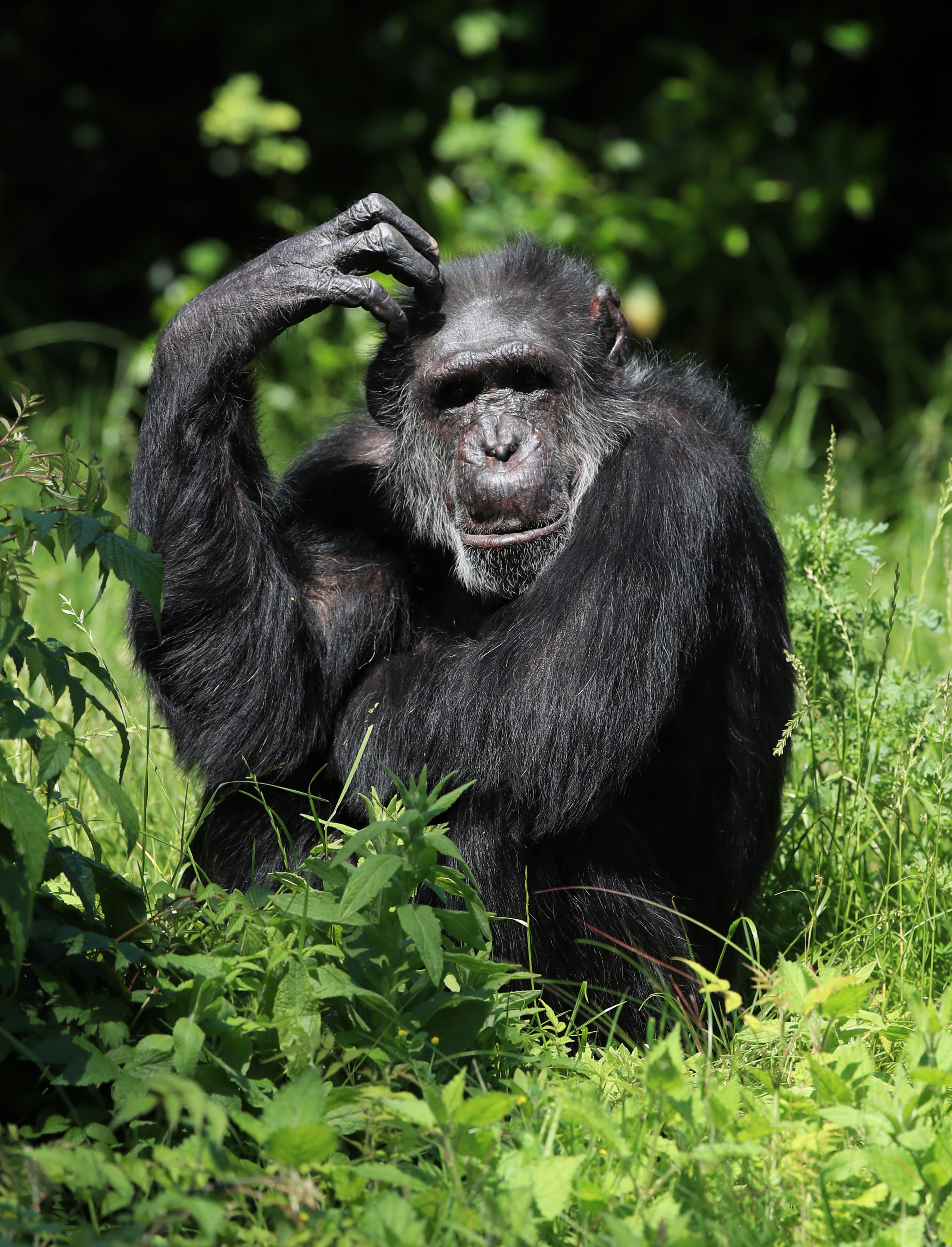 chimpanzee age span