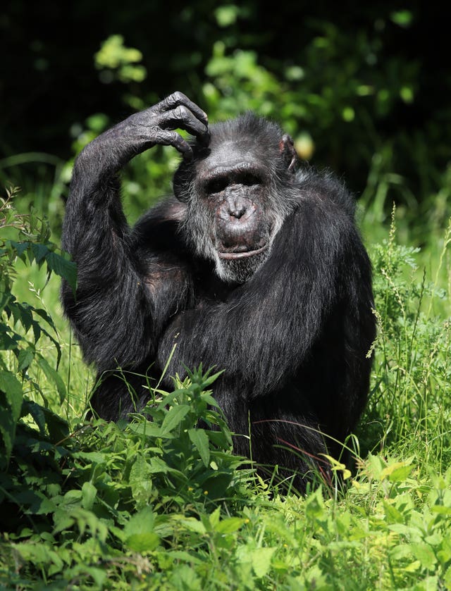 A chimpanzee scratching