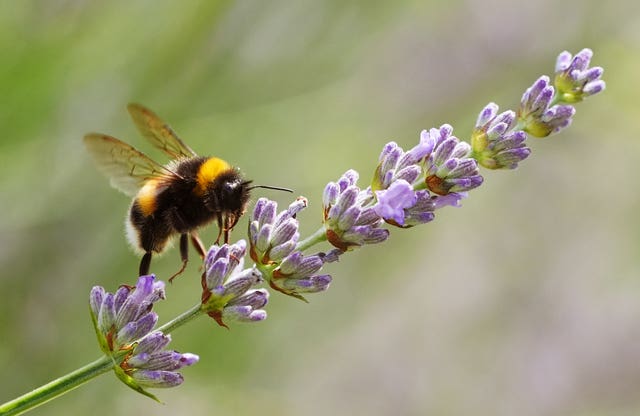 A bee collects nectar from a lavender plant on a sunny day in Dublin