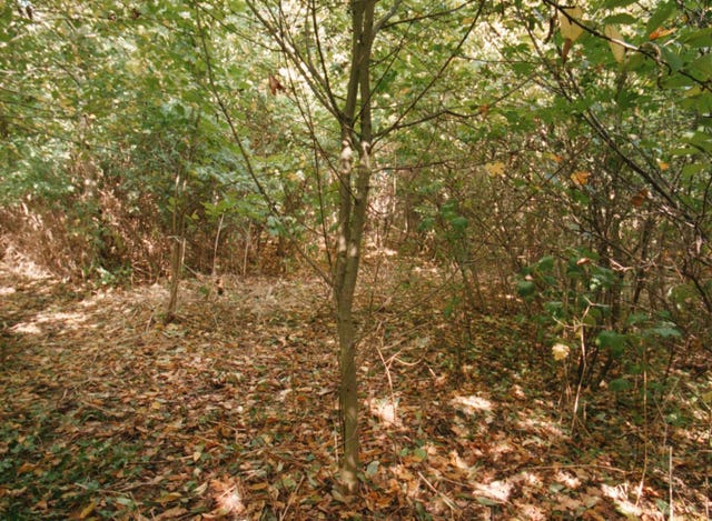 The copse where Rikki's body was found, naked and posed in a star shape