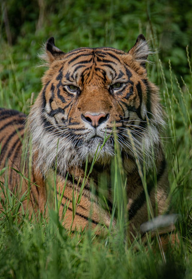 Sumatran tiger