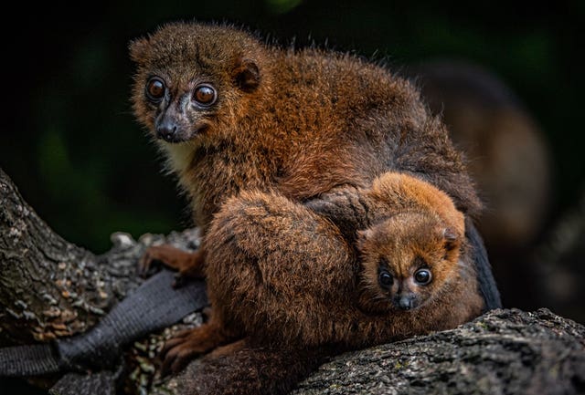 Undated Chester Zoo handout photo of one of their red-bellied lemurs with their new arrival, the first of the species to be born at the zoo. Issue date: Thursday May 20, 2021