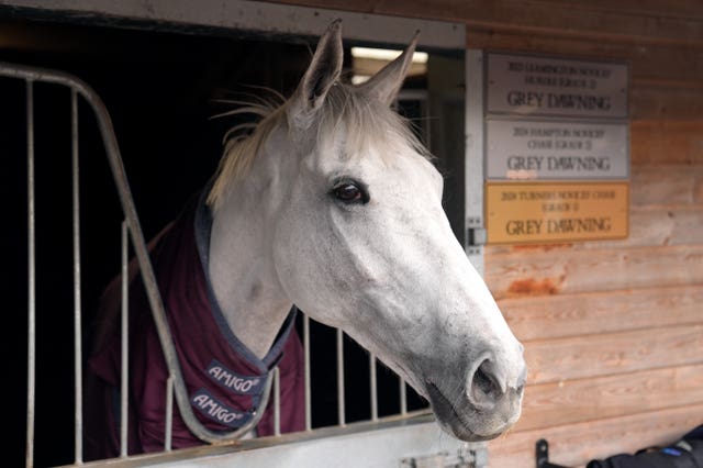 Grey Dawning at Dan Skelton's yard earlier this week