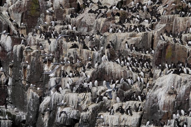 Puffins Farne Islands