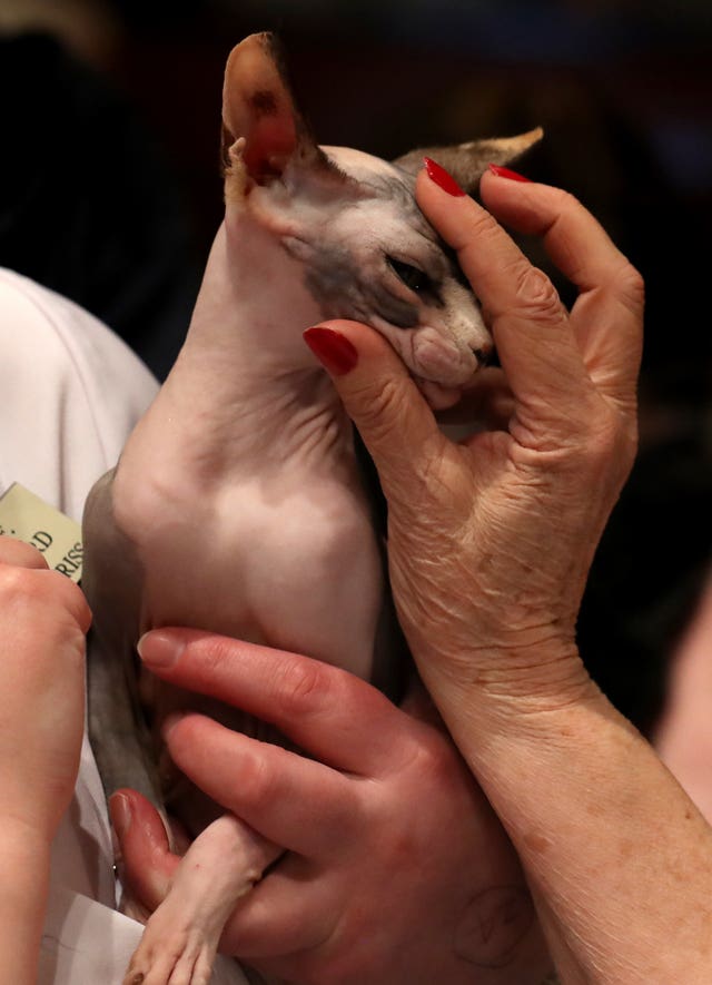 Dundee Cat Show