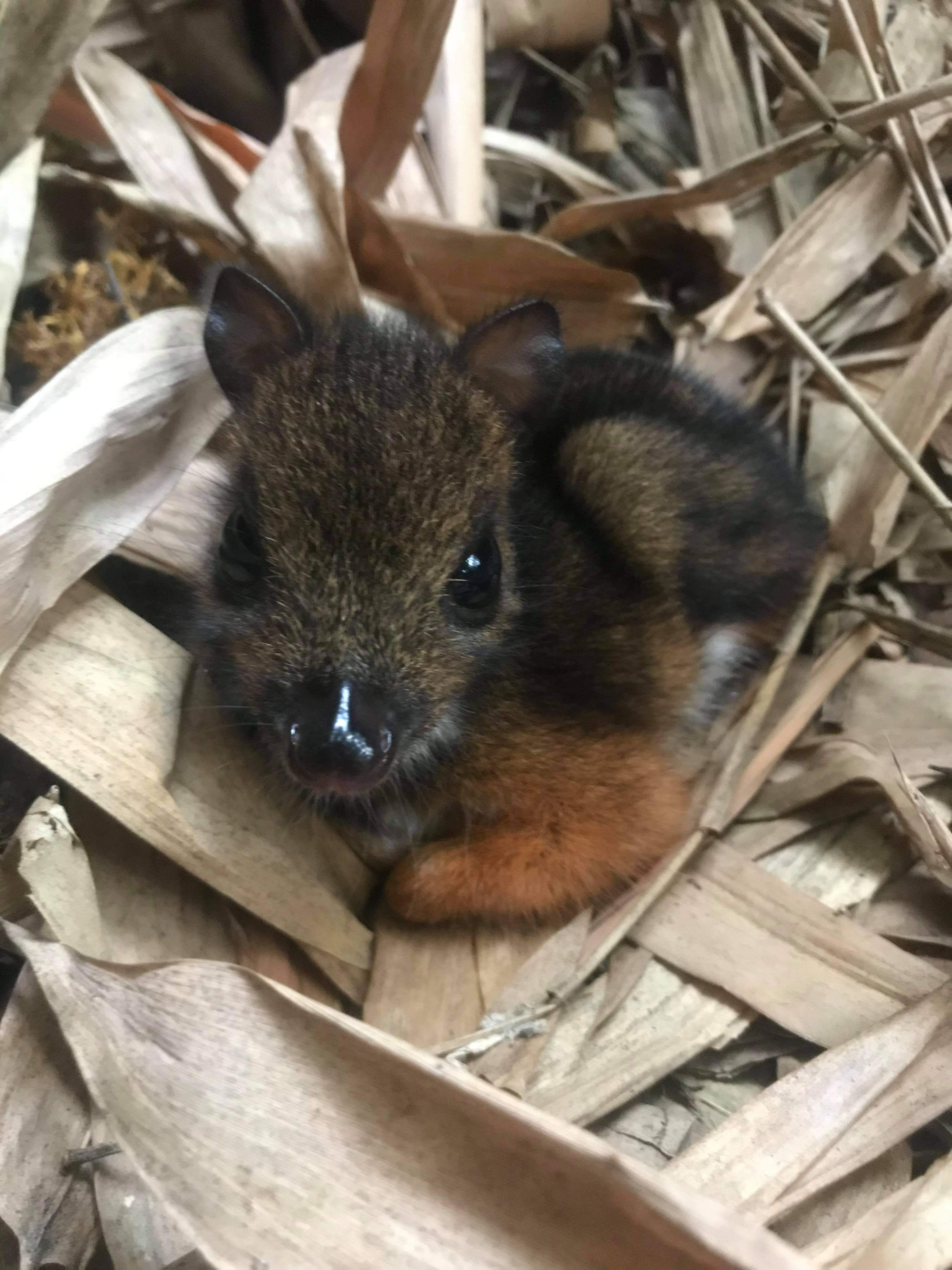 feeder mice near me feeder mice near me