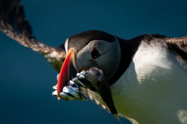 Puffins in Iceland