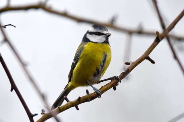 A blue tit