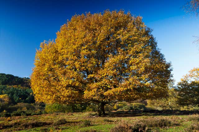 Four in 10 people said they would like to have a tree planted in their memory (Chris Ison/PA)