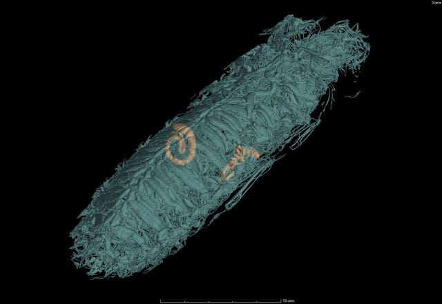 A CT scan of a male wide-horned hissing cockroach, showing the full respiratory volume