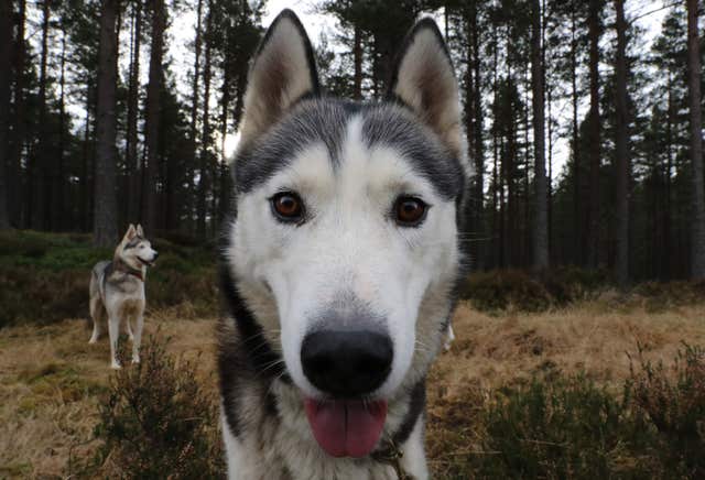 Husky dog preparing for a race (Andrew Milligan/PA)