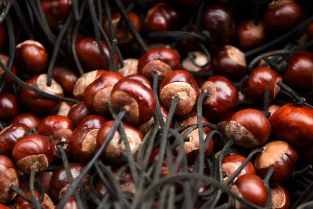 WTraditional childhood favourite game of conkers has been affected by the heat and drought (Joe Giddens/PA)