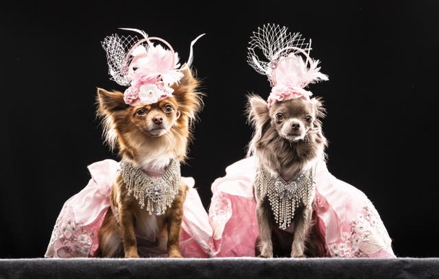 Chihuahuas Rosie and Minnie model designs inspired by the Olsen Twins