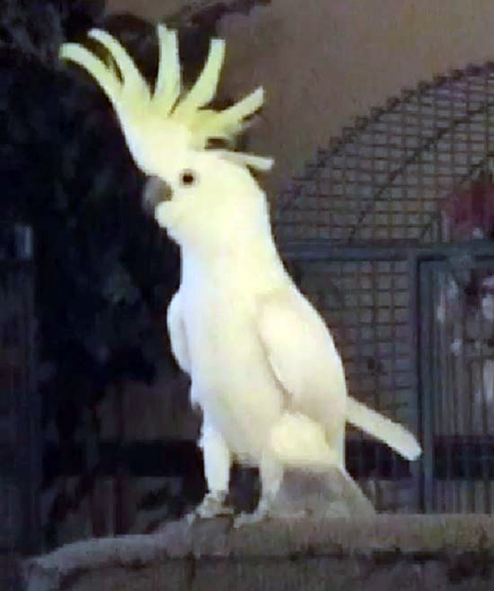head ganging cockatoo