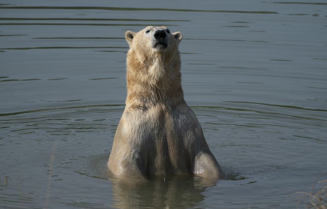 A polar bear at the Yorkshire Wildlife Park in Doncaster keeps cool in a lake 