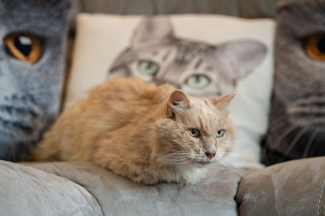 Biscuit the cat returns home after 4 years