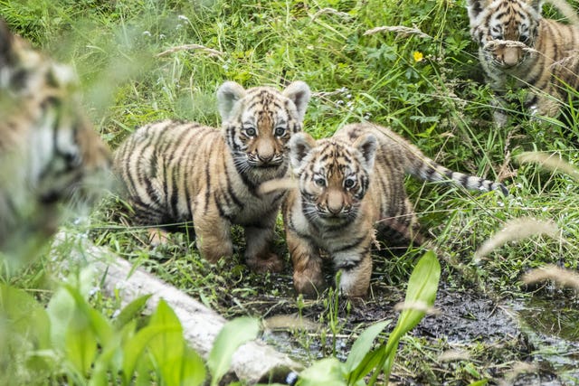 Highland Wildlife Park tiger cubs