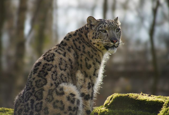 One-year-old female snow leopard Zaya