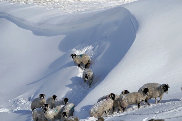 Sheep on snow drifts in Teesdale in the Durham Dales
