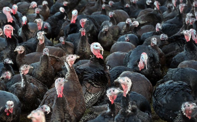 Turkeys (Niall Carson/PA)
