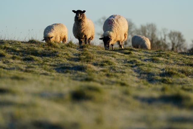 Sheep on a hill in winter