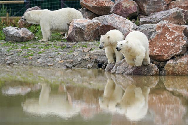 Polar Bears at Peak Wildlife Park