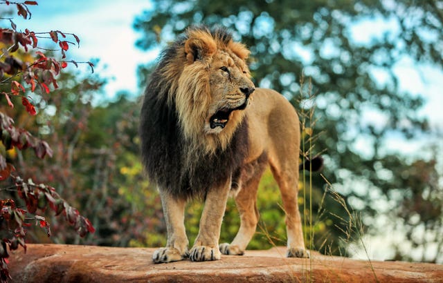 Chester Zoo opens new lion habitat