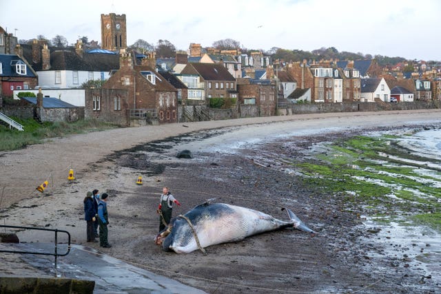 Minke whale washed up