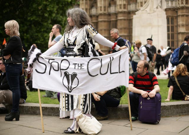 Badger culling went ahead despite protests by campaigners (Yui Mok/PA)