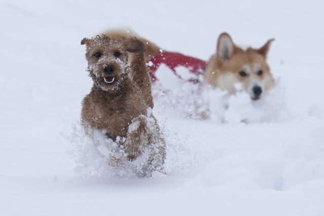 Dogs, Ziggy (left) and Digby play in the snow in Studley Royal park in North Yorkshire