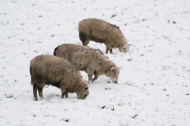 Sheep graze in a snow-covered field