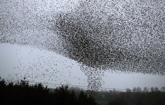 Starling Murmuration