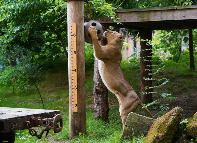 Asiatic lioness Arya during the annual weigh-in at ZSL London Zoo 