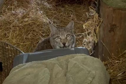 Lynx in enclosure