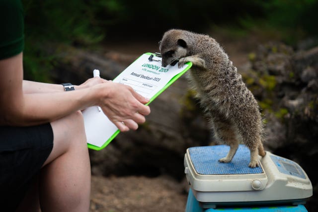 ZSL London Zoo annual weigh-in