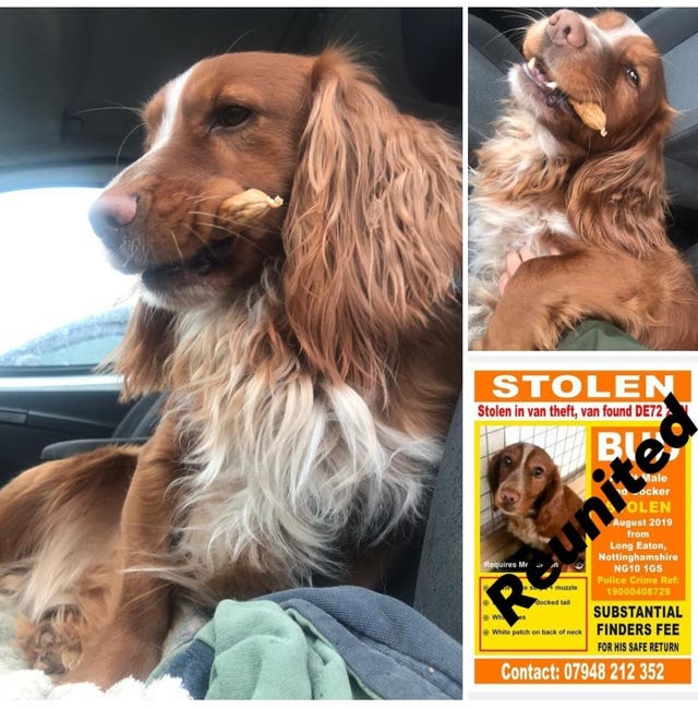 Bud the Cocker Spaniel, belonging to Holly Morgan from Nottingham