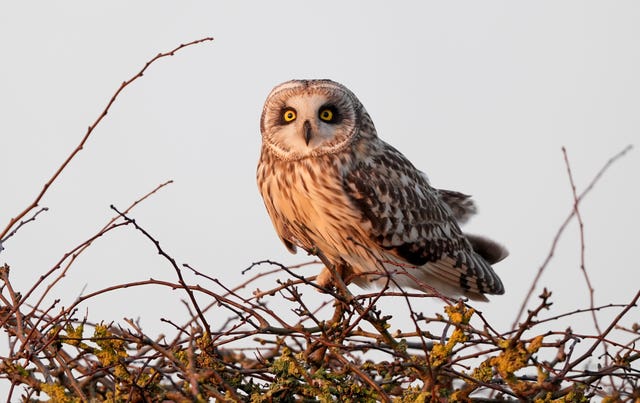 A wild short-eared owl 