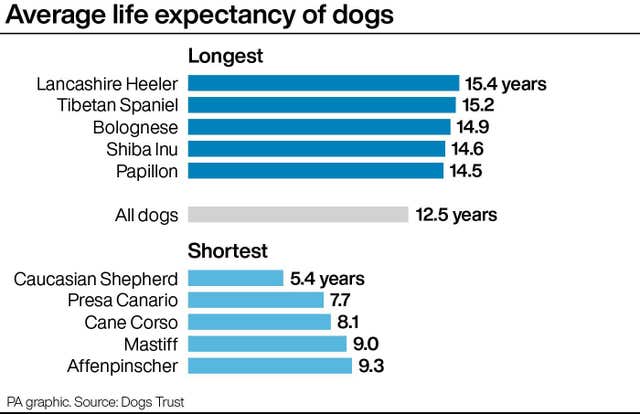 Average life expectancy of dogs