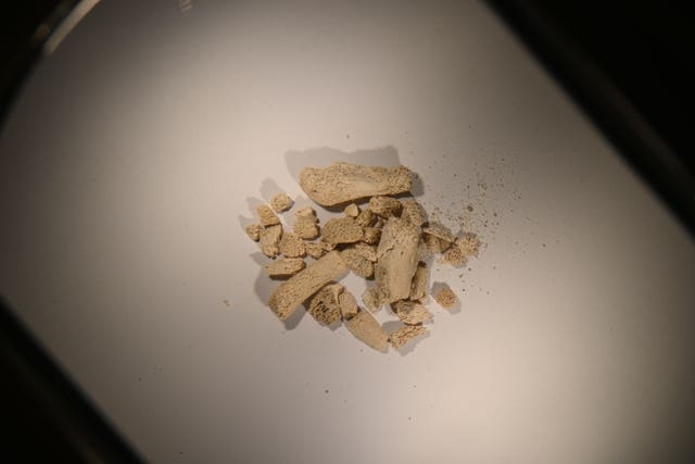 Bone fragments in the lab after being excavated from the sediments at the cave