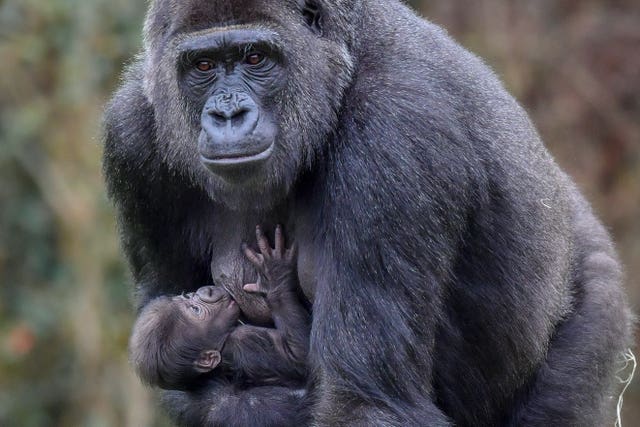 Baby gorilla at Bristol Zoo Gardens