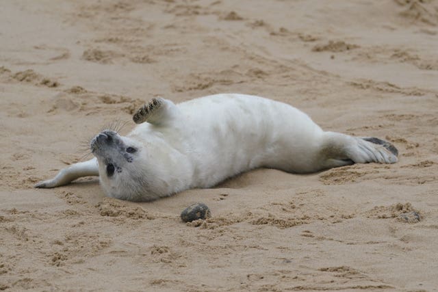 Grey seal pups