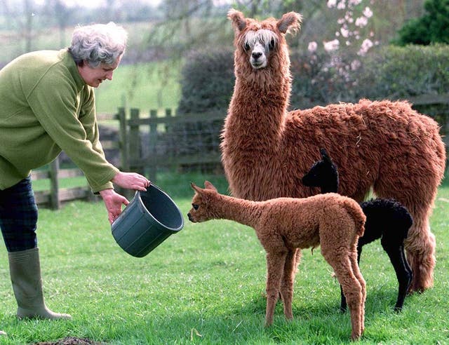 An alpaca and it's baby looking to eat from a bucket