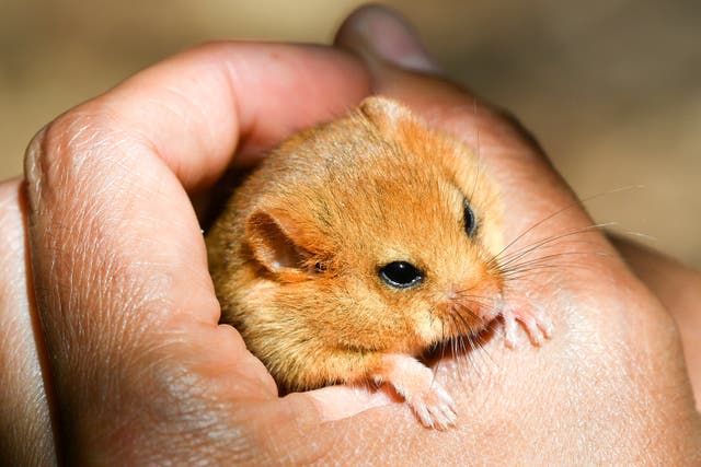 Depending on where people live they may see rarer mammals such as hazel dormice (Ben Birchall/PA)